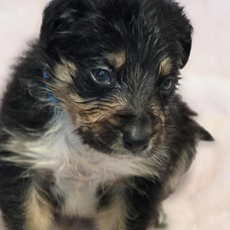 A baby medium-sized male Tricolor (Brown, Black, & White) Border Collie dog named Cedar for adoption in Wiggins, MS