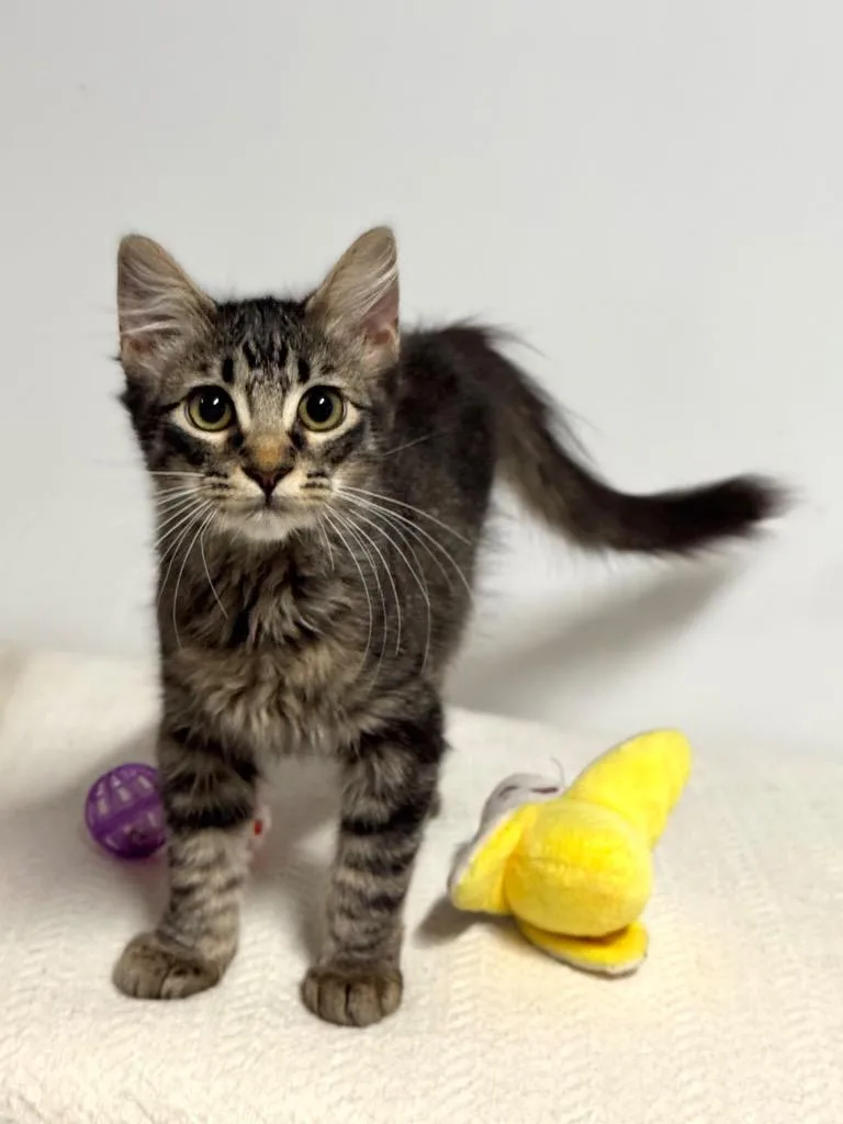 A baby small-sized female Domestic Short Hair cat named Alice for adoption in Canyon Lake, TX