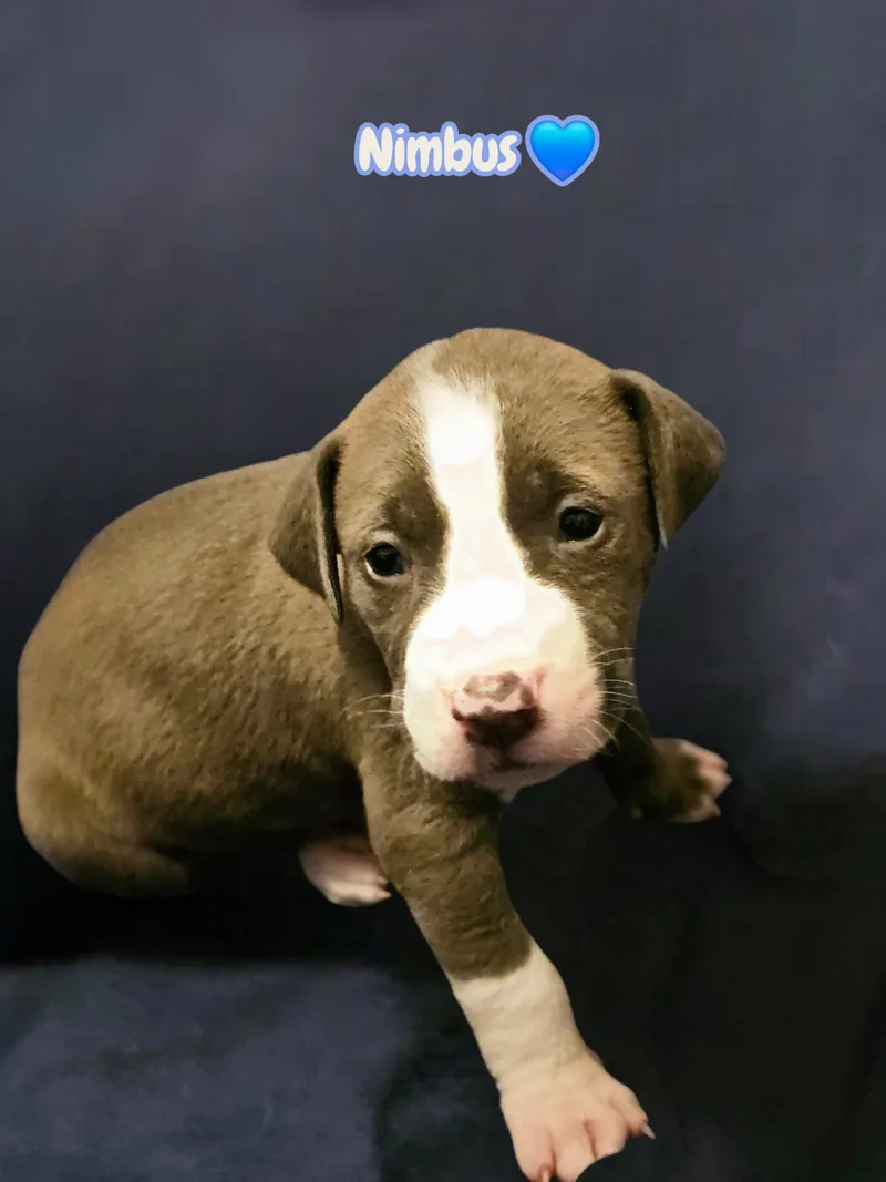 Nimbus  Stormie Litter