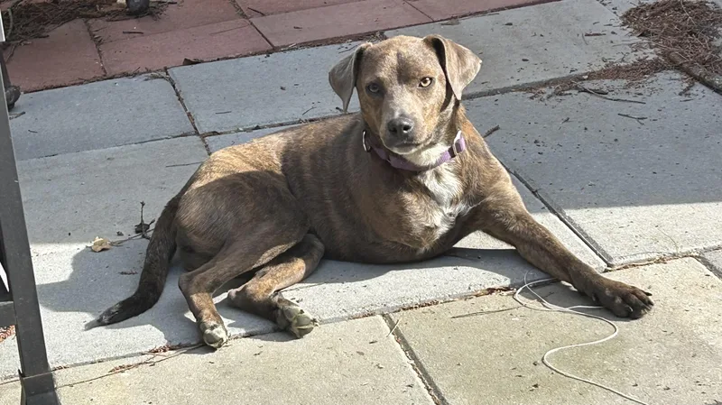 Peggy Sue thumbnail 2