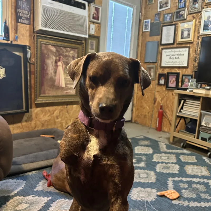 Peggy Sue thumbnail 3