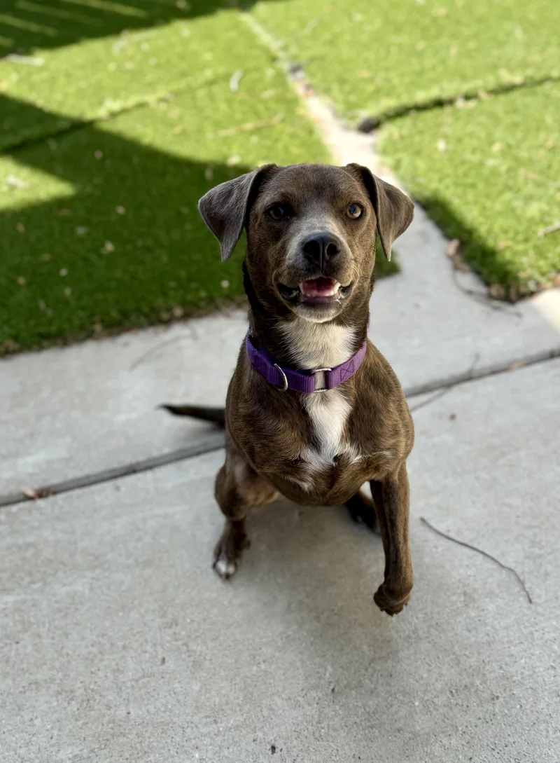An adult small-sized female Brown / Chocolate Jack Russell Terrier dog named Peggy Sue for adoption in Jackson, TN