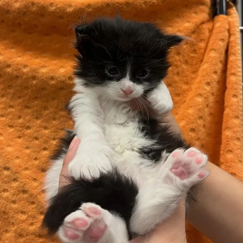 A baby small-sized male Black Domestic Short Hair cat named Louis for adoption in Houston, TX