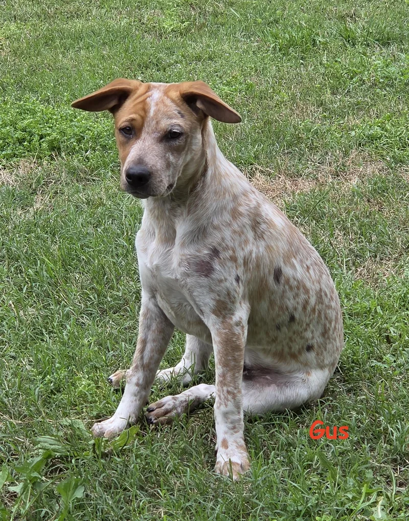 A baby medium-sized male Red / Chestnut / Orange Australian Cattle Dog / Blue Heeler dog named Gus for adoption in Ladonia, TX