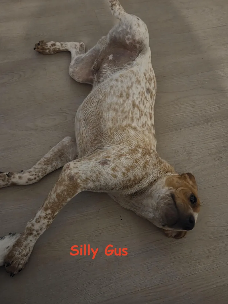 Gus thumbnail 2