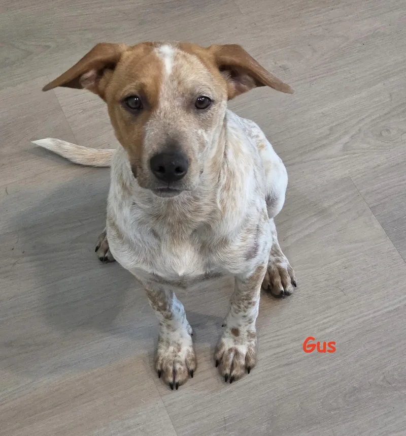Gus thumbnail 3