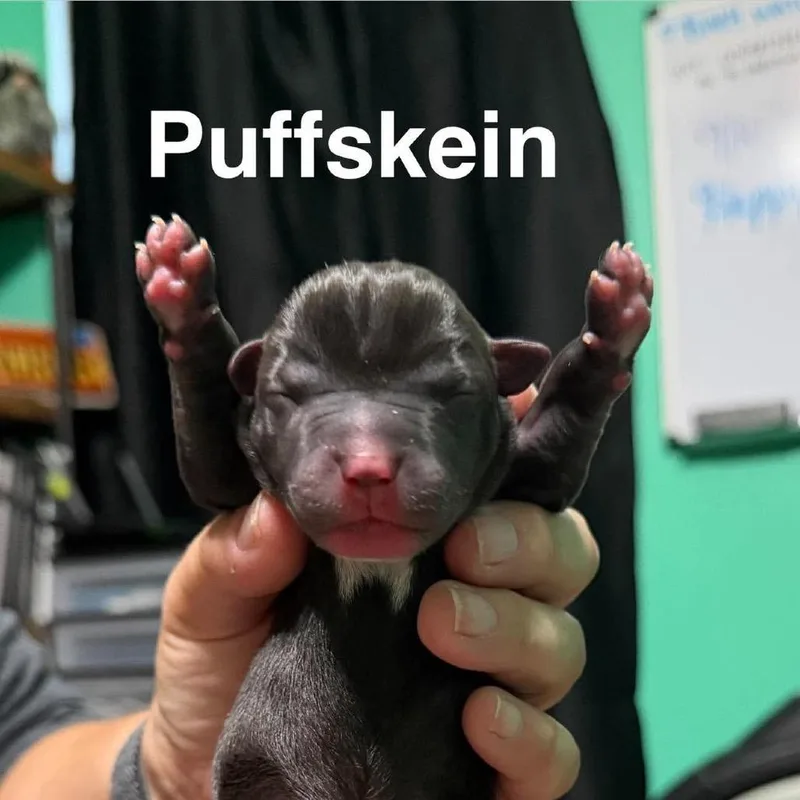 A baby small-sized male Mixed Breed dog named Puffskein for adoption in Spring Hill, KS