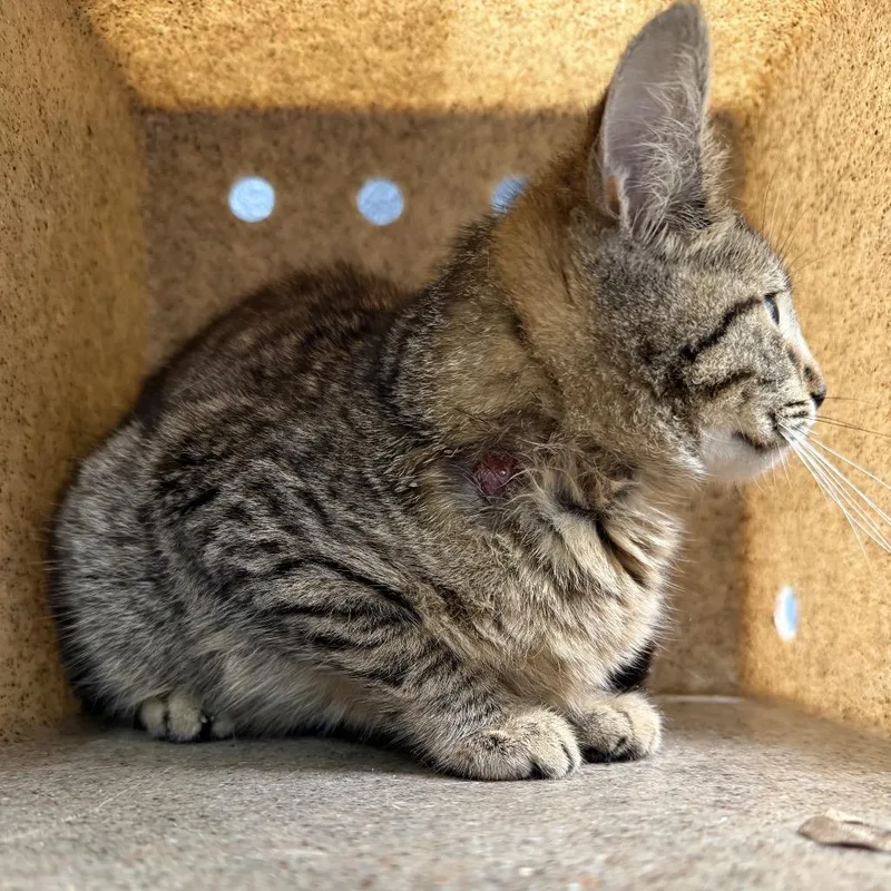 Tuscwildlife