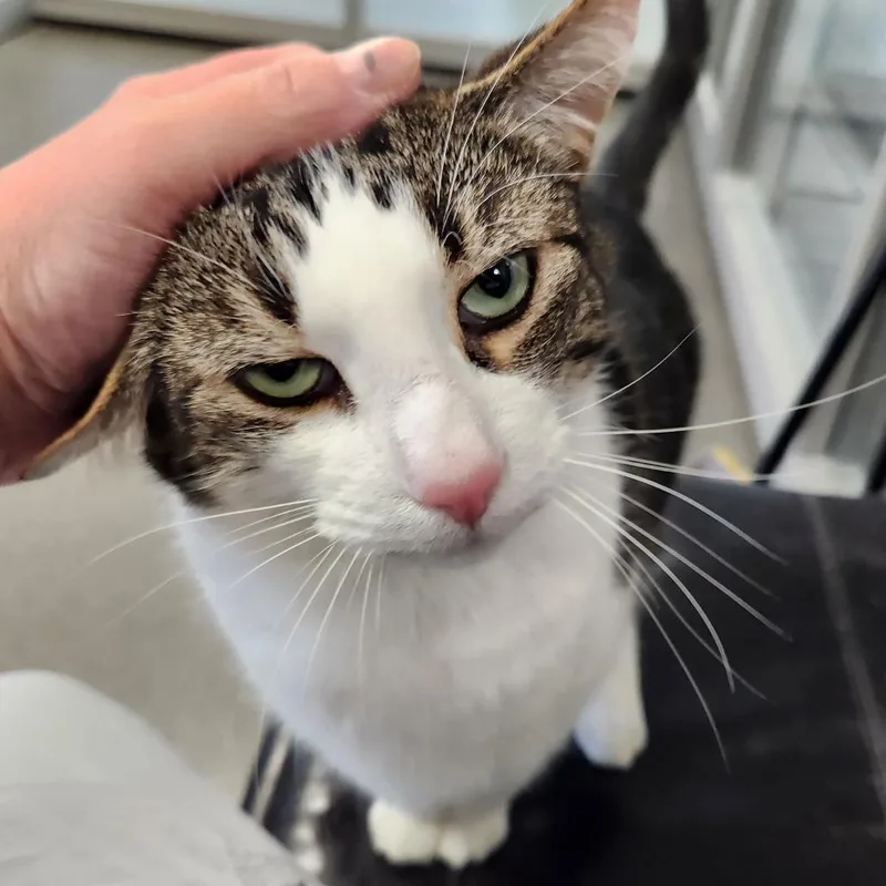 A senior large-sized male Black Domestic Short Hair cat named Bodhi for adoption in Grand Rapids, MI