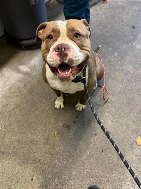 A young medium-sized female Pit Bull Terrier dog named Mocha for adoption in Sacramento, CA