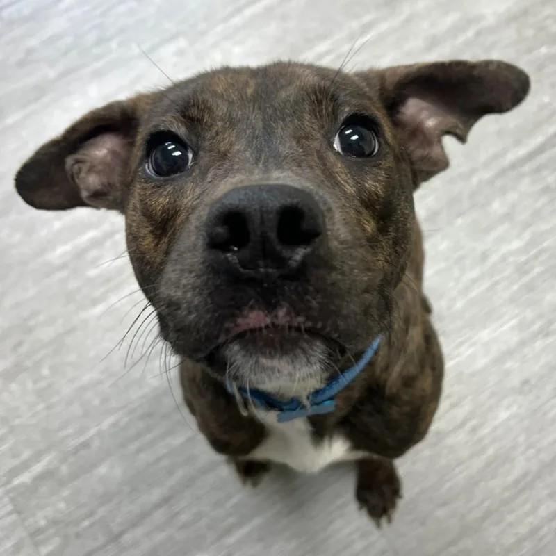 A baby small-sized male Mixed Breed dog named Winston for adoption in State College, PA