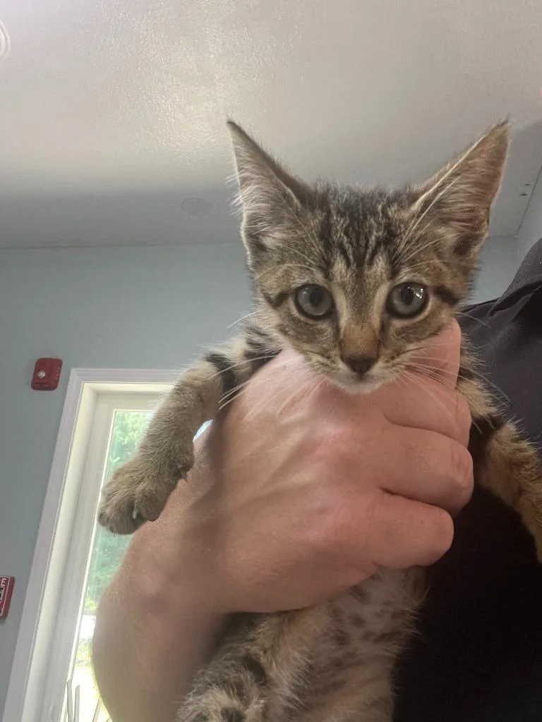 A baby small-sized male Domestic Short Hair cat named Mac for adoption in Greencastle, IN