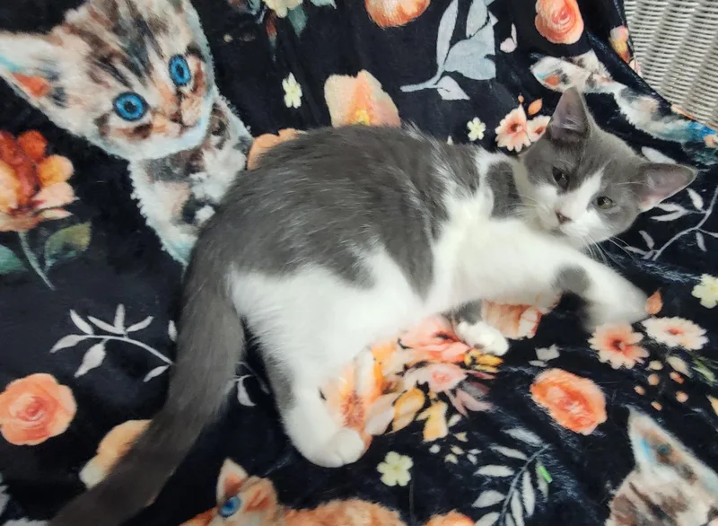 A young small-sized female Domestic Short Hair cat named Slate Allen for adoption in Somerset, KY