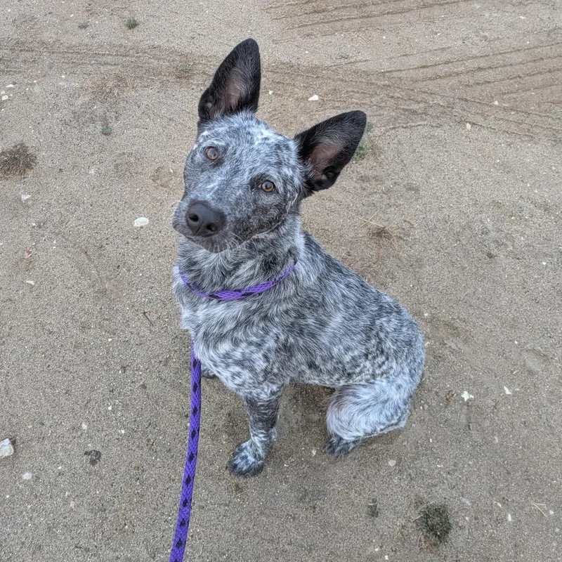 A young medium-sized female Gray / Blue / Silver Australian Cattle Dog / Blue Heeler dog named Lovey for adoption in Santa Barbara, CA