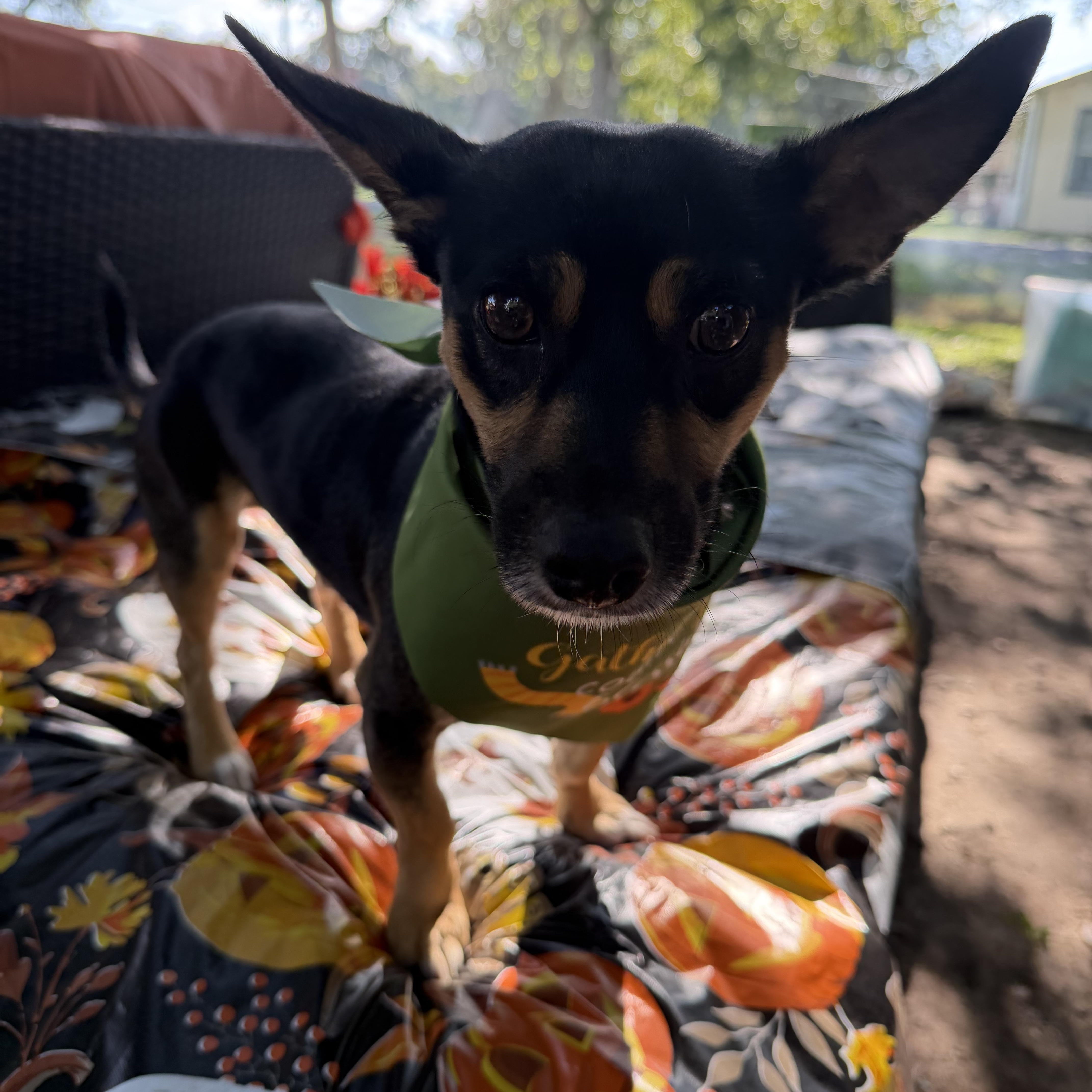 An adult small-sized male Dachshund dog named Eddy for adoption in Louise, TX