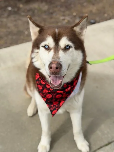 An adult medium-sized male Siberian Husky dog named Dj for adoption in Santa Maria, CA