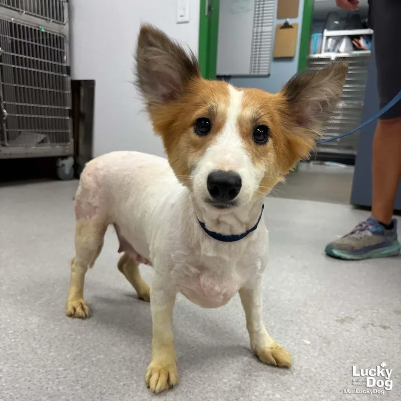 A young small-sized female Corgi dog named Malibu for adoption in Washington, DC