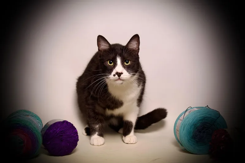 An adult large-sized male Domestic Short Hair cat named Louie for adoption in Riverside, CA