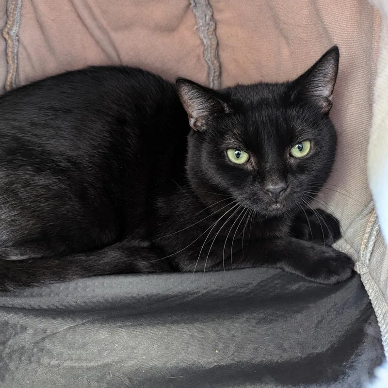 A young medium-sized male Domestic Short Hair cat named Gizmo for adoption in Aberdeen, WA