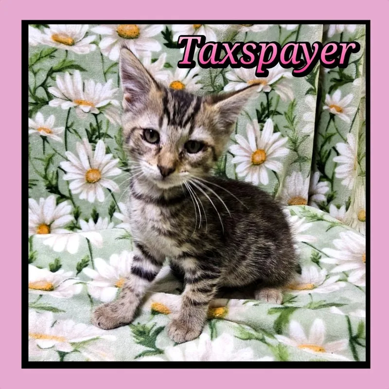 Taxspayer