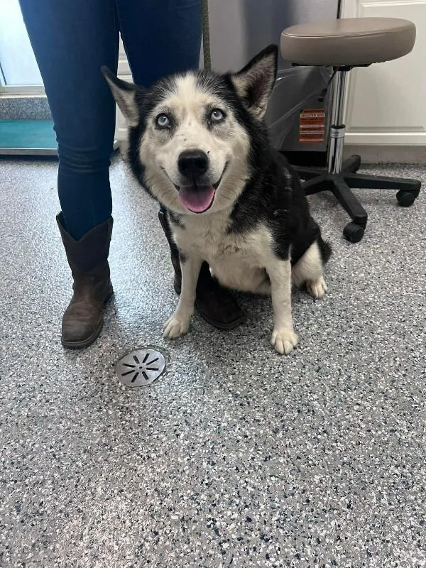 An adult large-sized female Black Siberian Husky dog named Fiona for adoption in Burgaw, NC