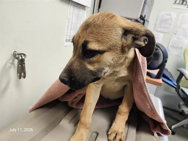 A baby small-sized female Belgian Shepherd / Malinois dog named Pulisic for adoption in Santa Cruz, CA