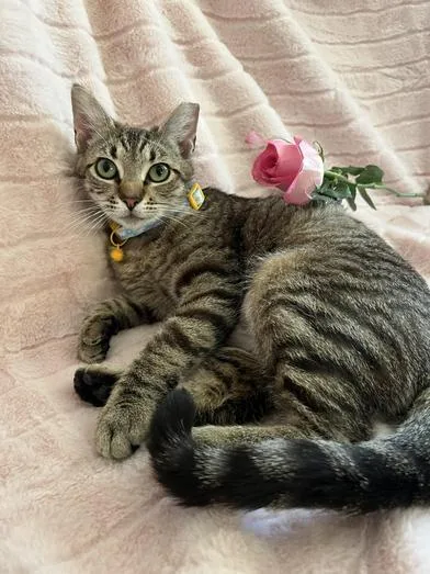 A young medium-sized female Tabby (Brown / Chocolate) Domestic Short Hair cat named Valentina for adoption in Liverpool, TX