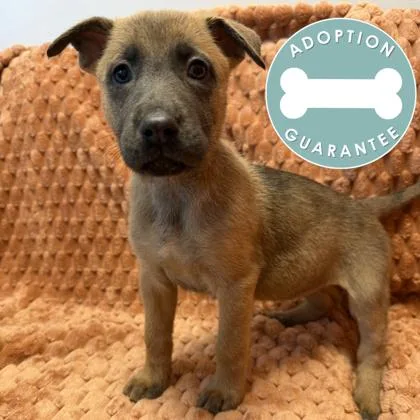 A baby small-sized female Mixed Breed dog named Princess Aurora for adoption in Janesville, WI