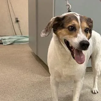 An adult large-sized male White / Cream Mixed Breed dog named Ozzy for adoption in Jacksonville, FL