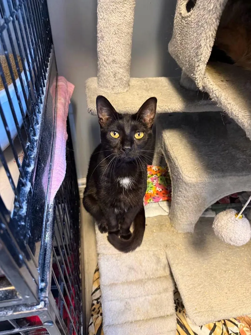 A young medium-sized female Black & White / Tuxedo Domestic Short Hair cat named Lucky for adoption in Freeport, NY