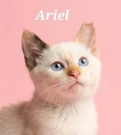 A baby small-sized female Siamese cat named Ariel for adoption in Rutherfordton, NC