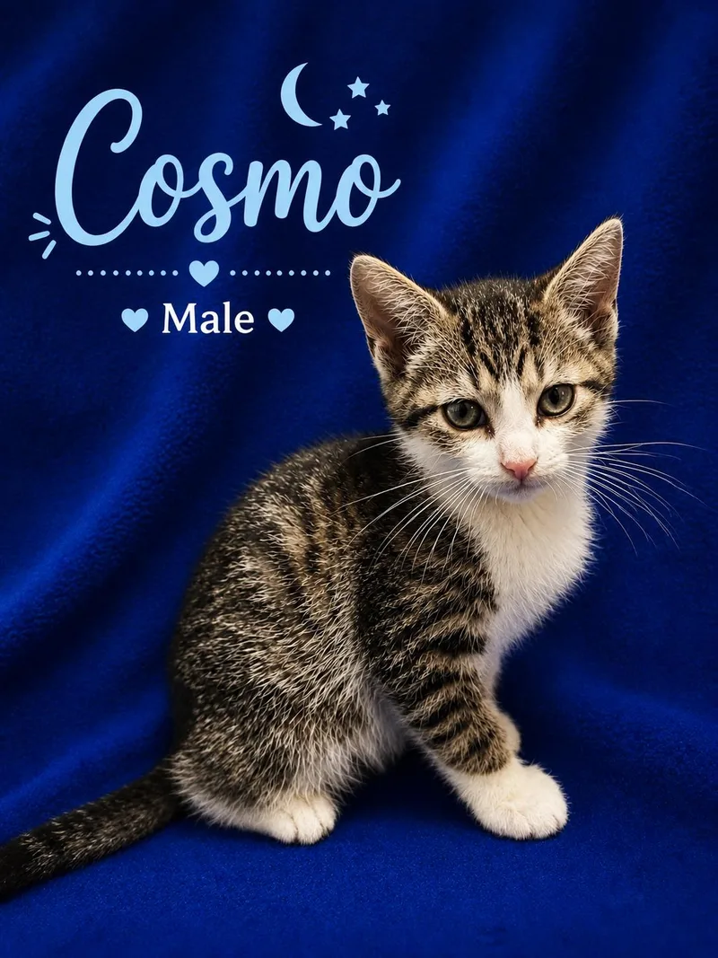 A baby small-sized male Tabby (Gray / Blue / Silver) Domestic Short Hair cat named Cosmo for adoption in Johnson City, TN