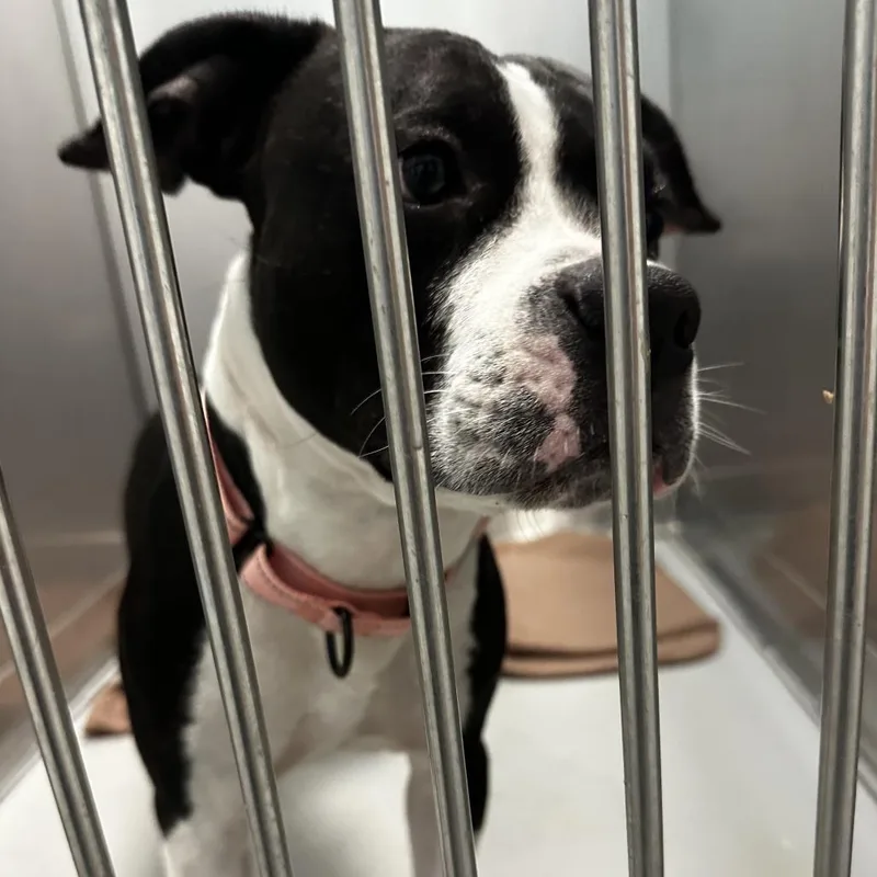 An adult medium-sized male Black Mixed Breed dog named Oreo Poureo for adoption in Davenport, IA