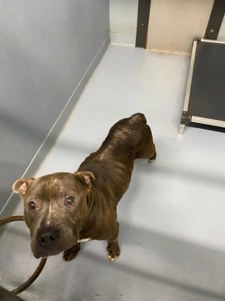 An adult large-sized male Mixed Breed dog named Doug for adoption in Cartersville , GA