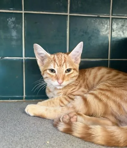 A baby small-sized male Domestic Short Hair cat named Oslo for adoption in Honolulu, HI