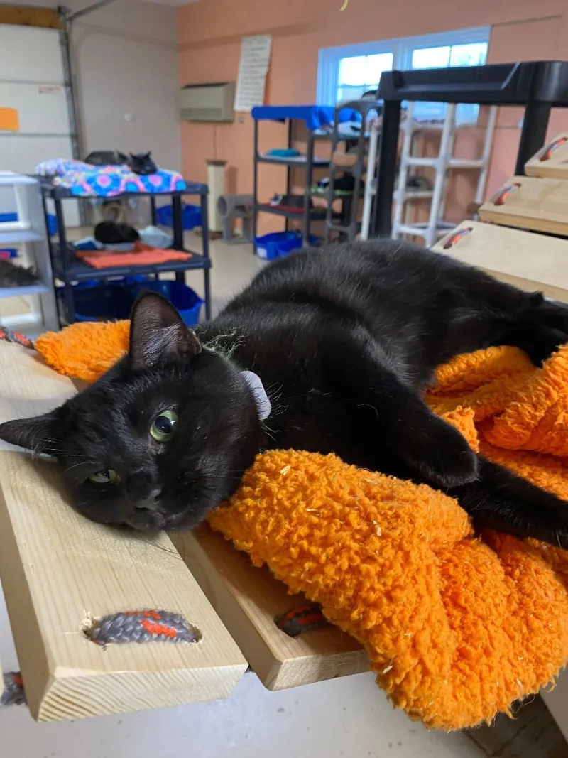 A young medium-sized female Black Domestic Short Hair cat named Abby for adoption in Peru, IN