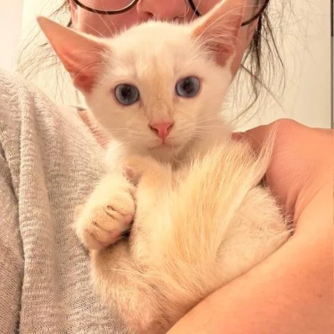 A baby small-sized male Cream / Ivory Siamese cat named Sir Pounce Alot for adoption in Staten Island, NY