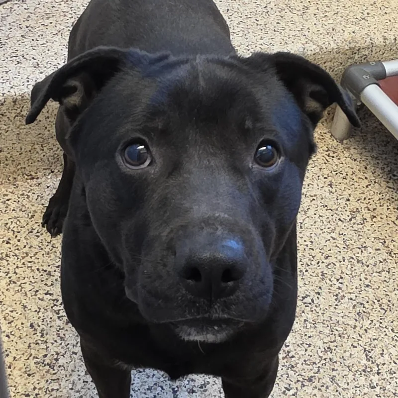 An adult large-sized male Black Labrador Retriever dog named Drogo for adoption in Aiken, SC