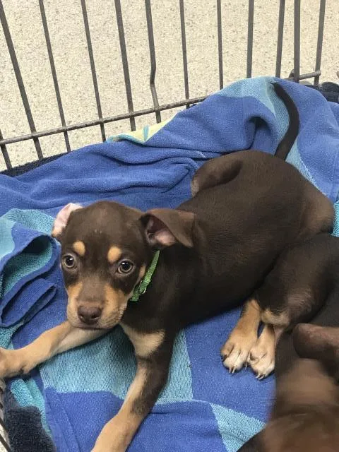 A baby small-sized female Doberman Pinscher dog named Bestie for adoption in Conroe, TX