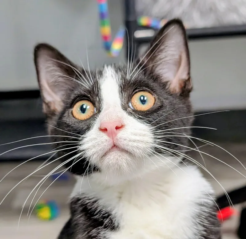 A baby small-sized female Black & White / Tuxedo Domestic Short Hair cat named Ember for adoption in Morganton, NC