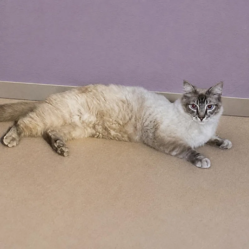An adult small-sized male Siamese cat named Michael for adoption in Hemet, CA