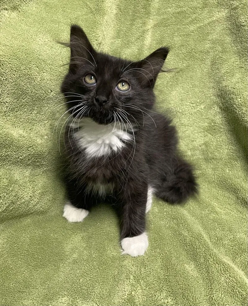 A young medium-sized female Domestic Long Hair cat named Velma for adoption in Jackson, MI