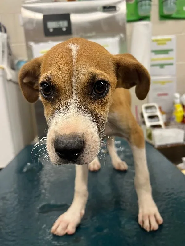 A young small-sized male Brown / Chocolate Mixed Breed dog named Edward for adoption in Mobile, AL
