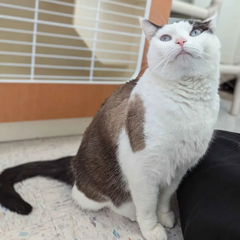 An adult large-sized female Brown / Chocolate Ragdoll cat named Fern for adoption in Marysville, OH