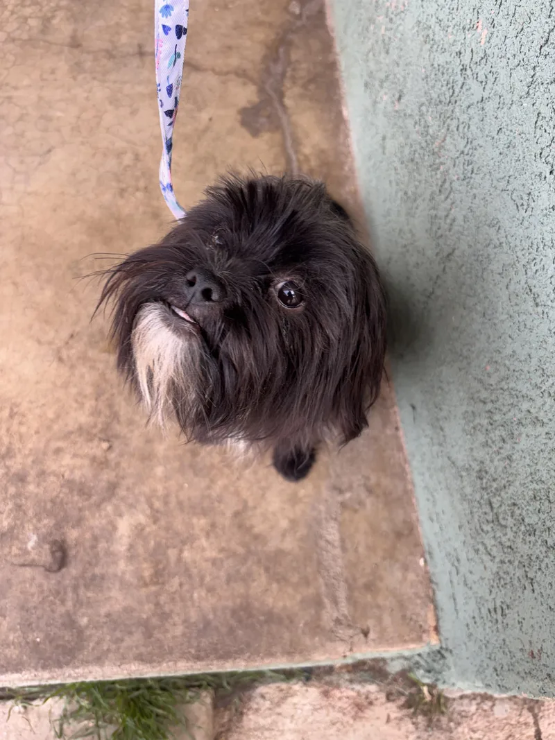 A baby small-sized male Shih Tzu dog named Albie for adoption in Corona, CA