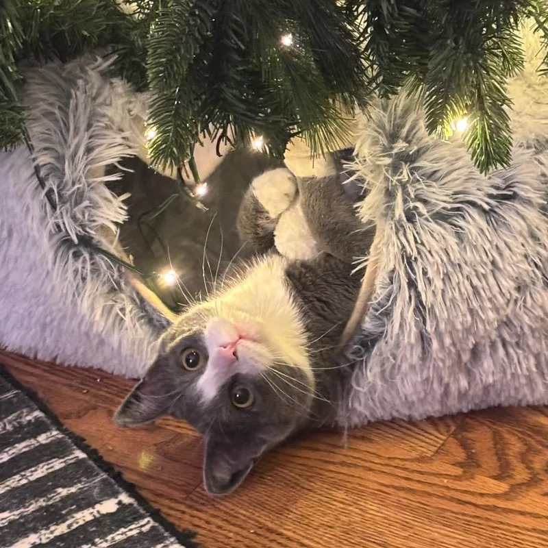 Miss Puff thumbnail 2