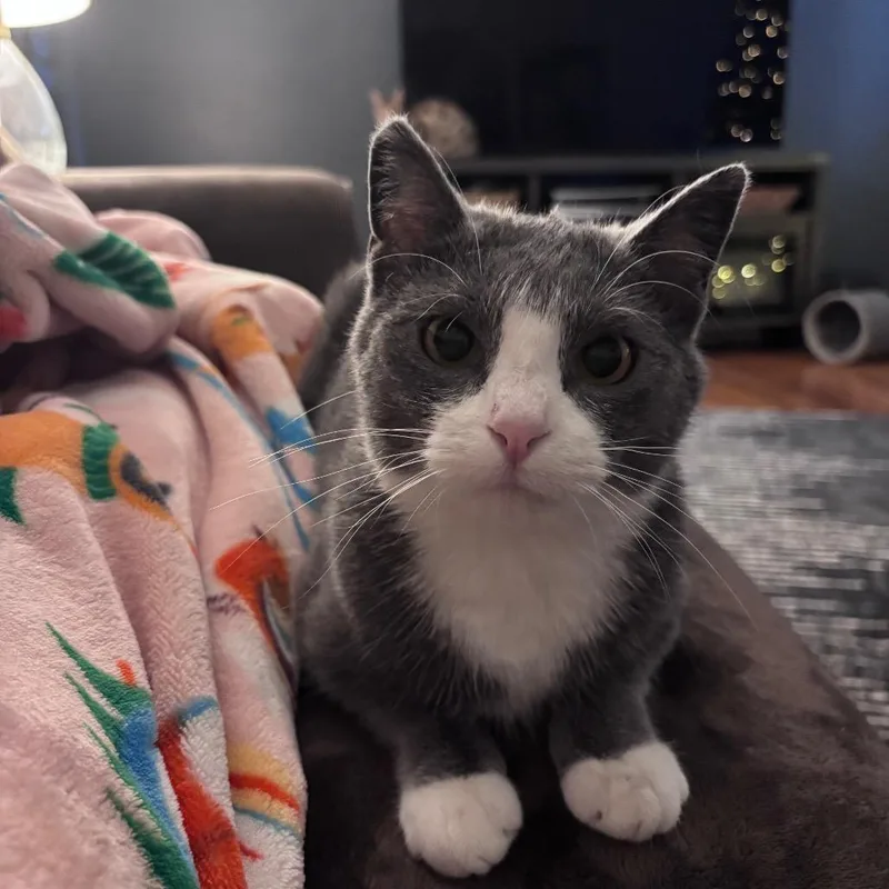 Miss Puff thumbnail 3