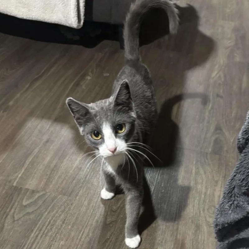 Miss Puff thumbnail 4