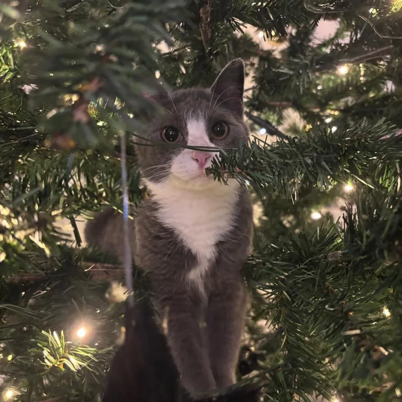 Miss Puff thumbnail 5