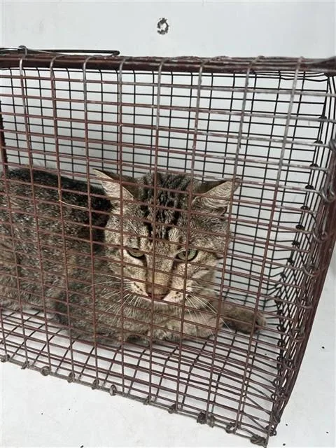 An adult medium-sized male American Wirehair cat named A for adoption in Houston, TX